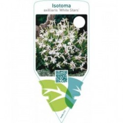 Laurentia axilliaris ‘White Stars’