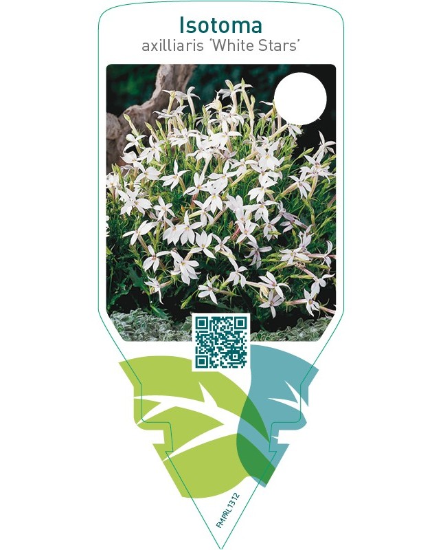 Laurentia axilliaris ‘White Stars’