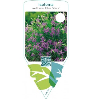 Laurentia axilliaris ‘Blue Stars’