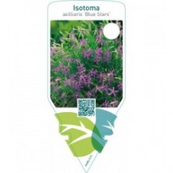 Laurentia axilliaris ‘Blue Stars’