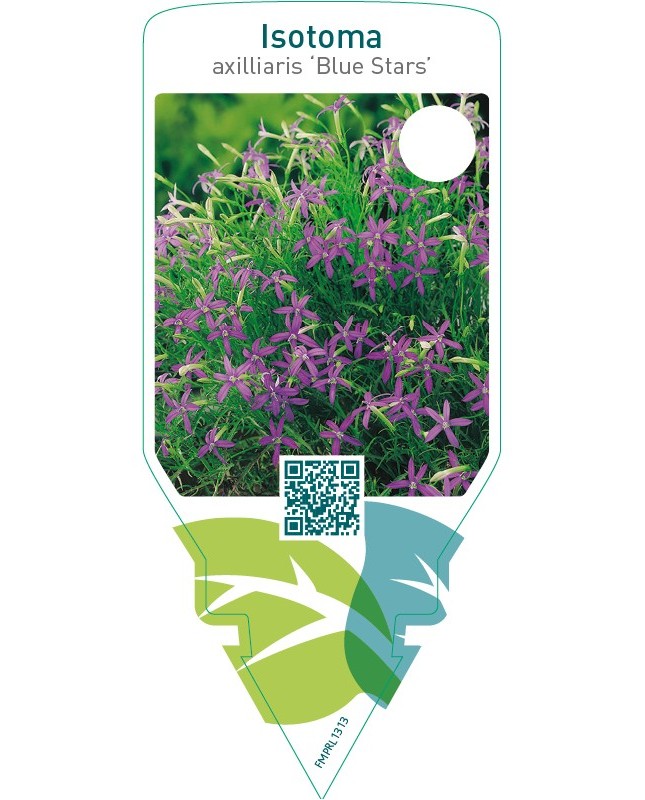 Laurentia axilliaris ‘Blue Stars’