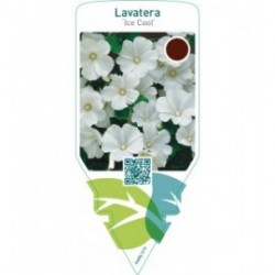 Lavatera ‘Ice Cool’