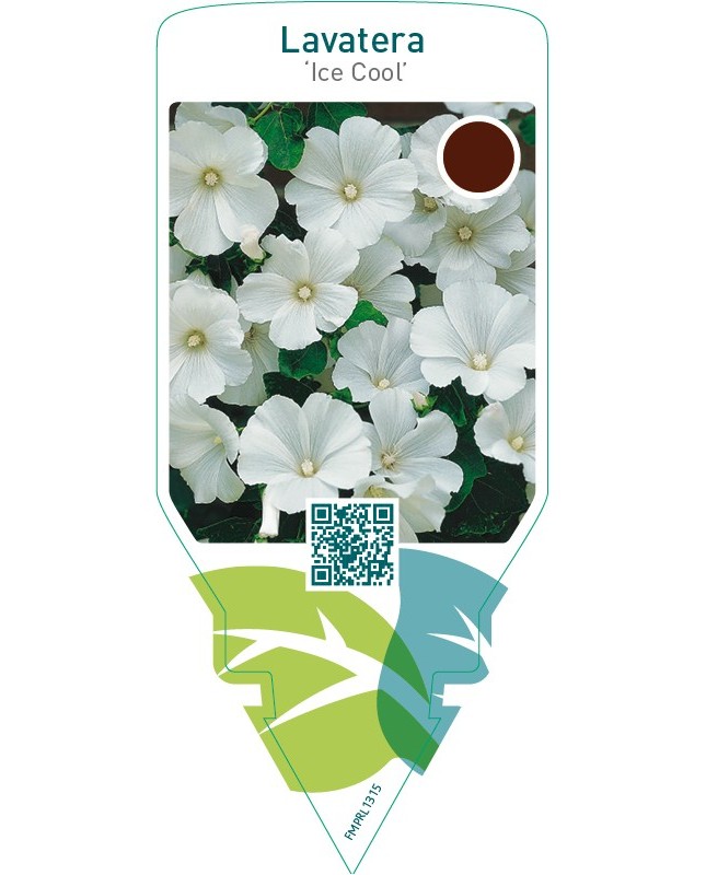 Lavatera ‘Ice Cool’