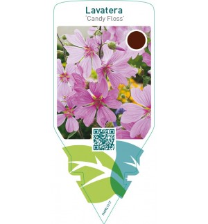 Lavatera ‘Candy Floss’