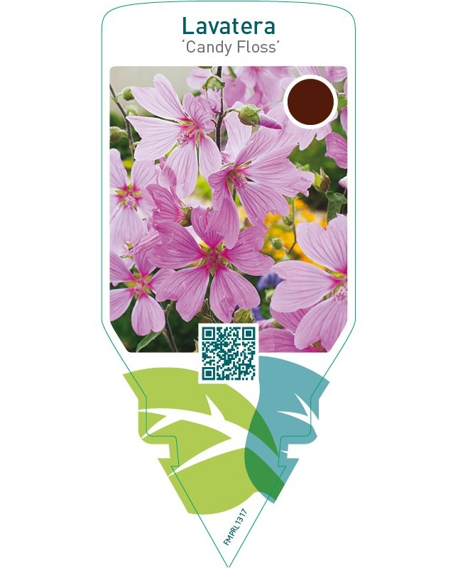 Lavatera ‘Candy Floss’