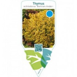 Thymus citriodorus ‘Bertram Anderson’