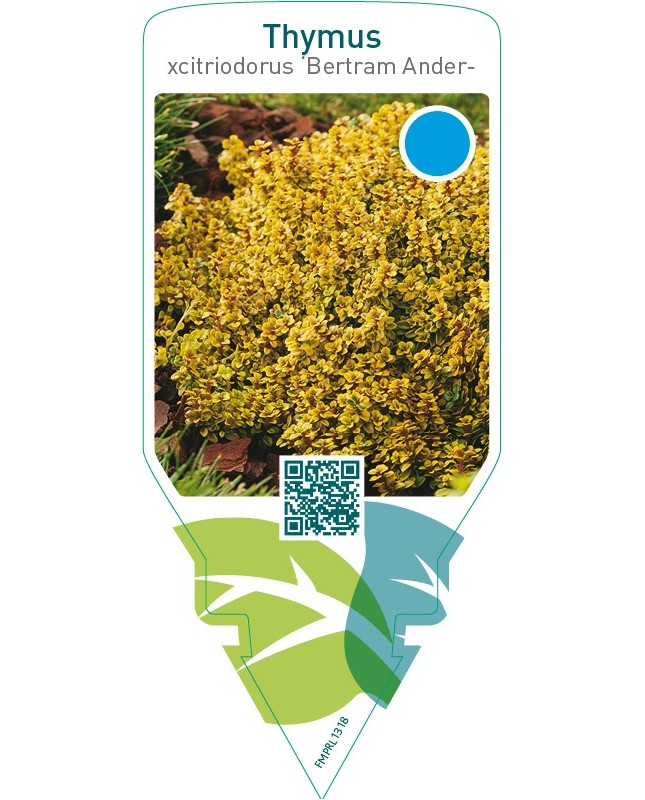 Thymus citriodorus ‘Bertram Anderson’