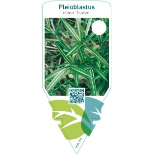 Pleioblastus chino ‘Tsuboii’