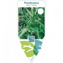 Pleioblastus chino ‘Tsuboii’