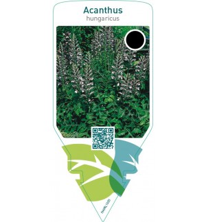 Acanthus hungaricus