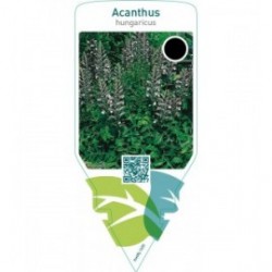 Acanthus hungaricus