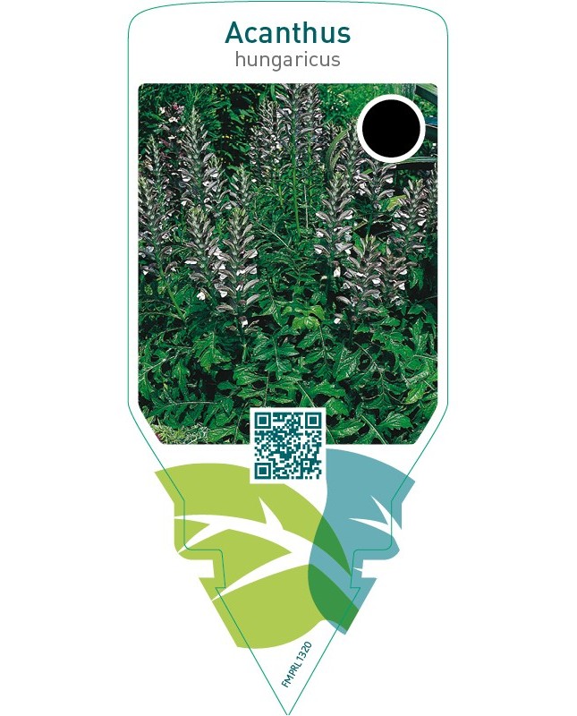 Acanthus hungaricus