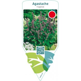 Agastache rugosa