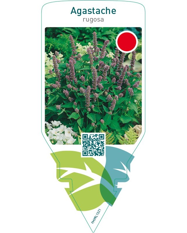 Agastache rugosa