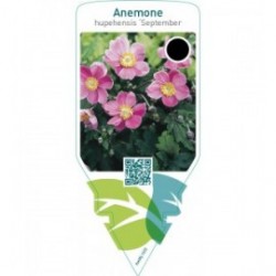 Anemone hupehensis ‘September Charm’