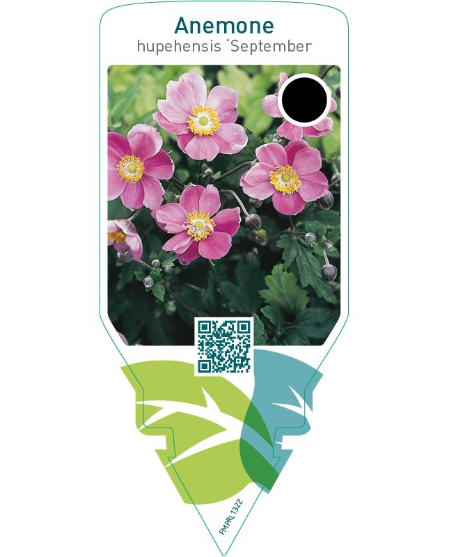 Anemone hupehensis ‘September Charm’