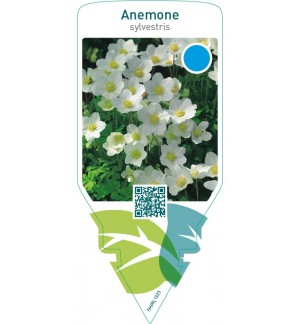 Anemone sylvestris