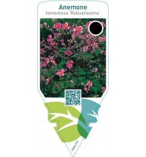 Anemone tomentosa ‘Robustissima’