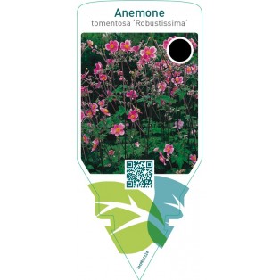 Anemone tomentosa ‘Robustissima’