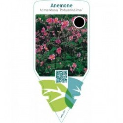 Anemone tomentosa ‘Robustissima’