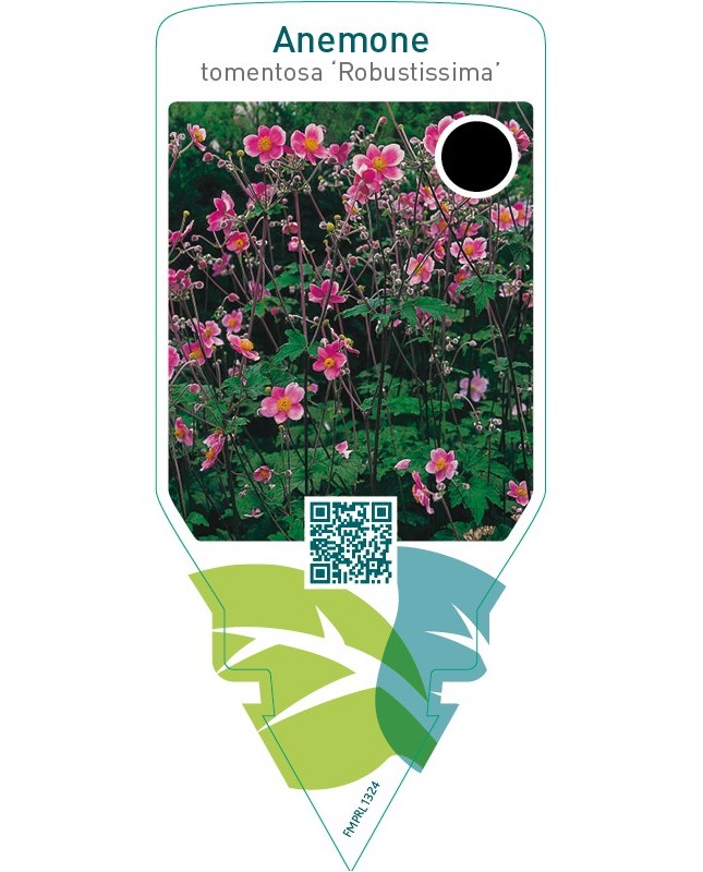 Anemone tomentosa ‘Robustissima’