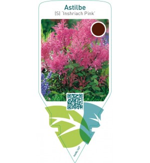 Astilbe (S) ‘Inshriach Pink’