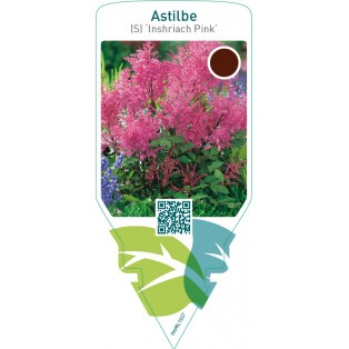 Astilbe (S) ‘Inshriach Pink’