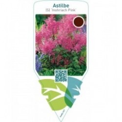 Astilbe (S) ‘Inshriach Pink’