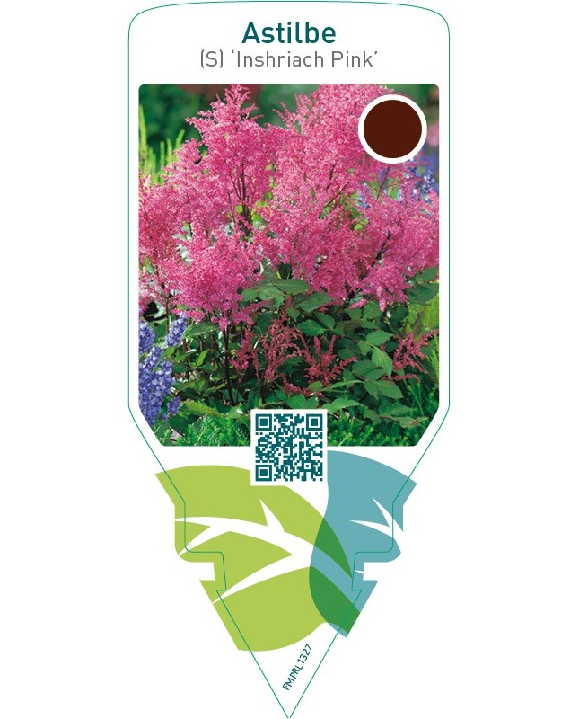 Astilbe (S) ‘Inshriach Pink’