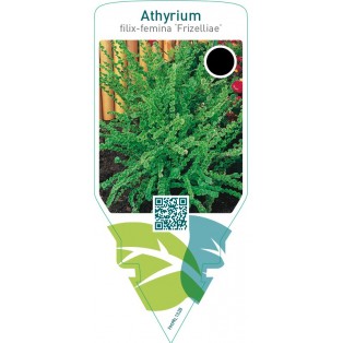 Athyrium filix-femina ‘Frizelliae’