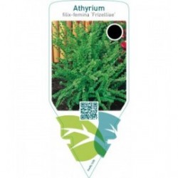 Athyrium filix-femina ‘Frizelliae’