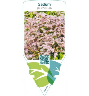 Sedum pullchellum  pink