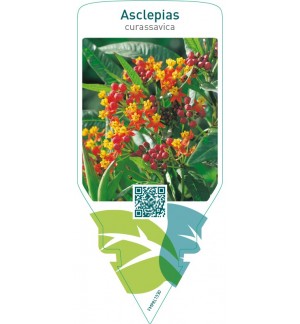 Asclepias tuberosa ‘Scarlet’