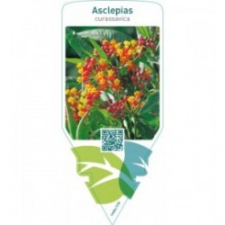 Asclepias tuberosa ‘Scarlet’