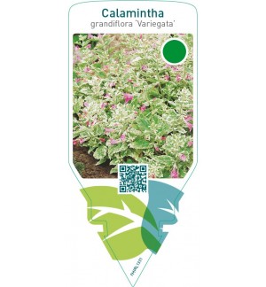Calamintha grandiflora ‘Variegata’