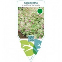 Calamintha grandiflora ‘Variegata’