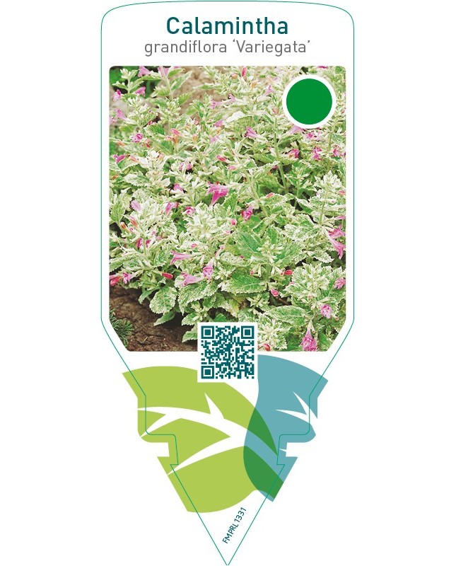 Calamintha grandiflora ‘Variegata’