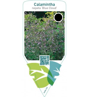 Calamintha nepeta ‘Blue Cloud’