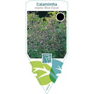 Calamintha nepeta ‘Blue Cloud’