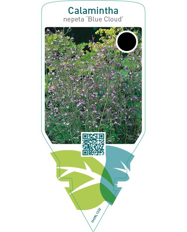 Calamintha nepeta ‘Blue Cloud’