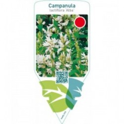 Campanula lactiflora ‘Alba’