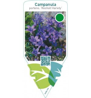 Campanula portenschlagiana ‘Resholt Variety’