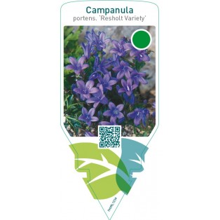 Campanula portenschlagiana ‘Resholt Variety’