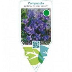 Campanula portenschlagiana ‘Resholt Variety’
