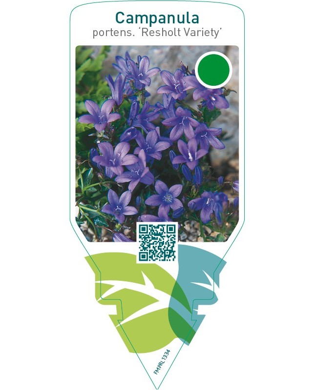 Campanula portenschlagiana ‘Resholt Variety’