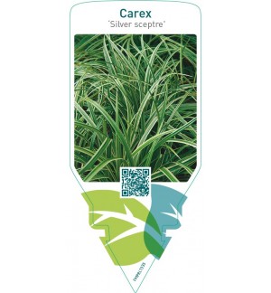 Carex ‘Silver Sceptre’