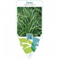 Carex ‘Silver Sceptre’