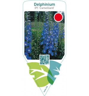 Delphinium (P) ‘Camelliard’