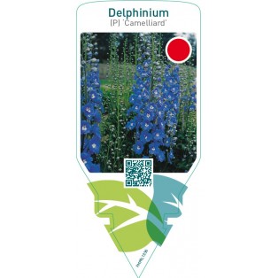 Delphinium (P) ‘Camelliard’