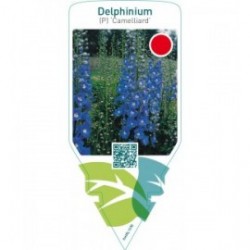 Delphinium (P) ‘Camelliard’